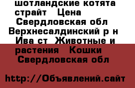 шотландские котята страйт › Цена ­ 3 000 - Свердловская обл., Верхнесалдинский р-н, Ива ст. Животные и растения » Кошки   . Свердловская обл.